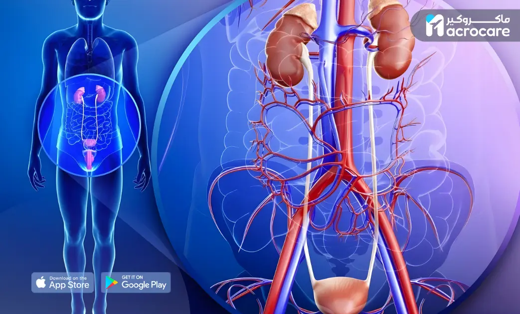 Comprehensive Kidney and Urology Care in Egypt cover image